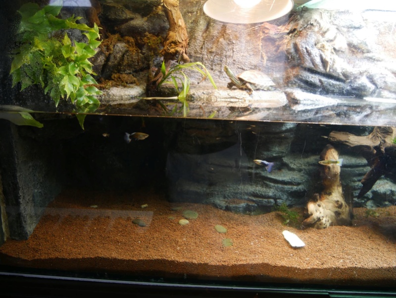 PRESNTATION DE MON AQUATERRARIUM POUR MAUREMYS SINENSIS 17990110