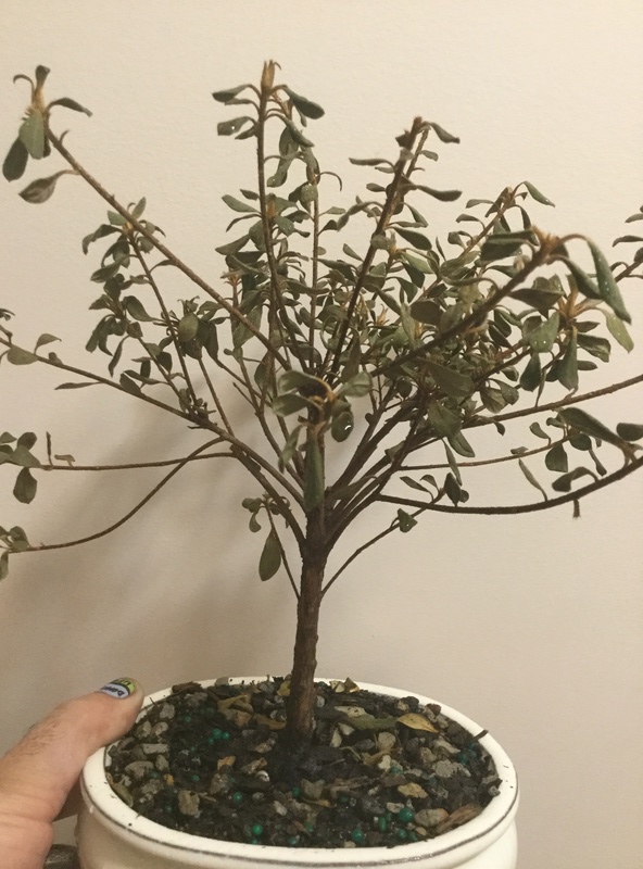 Please help! I have adopted a sick tree Img_3515