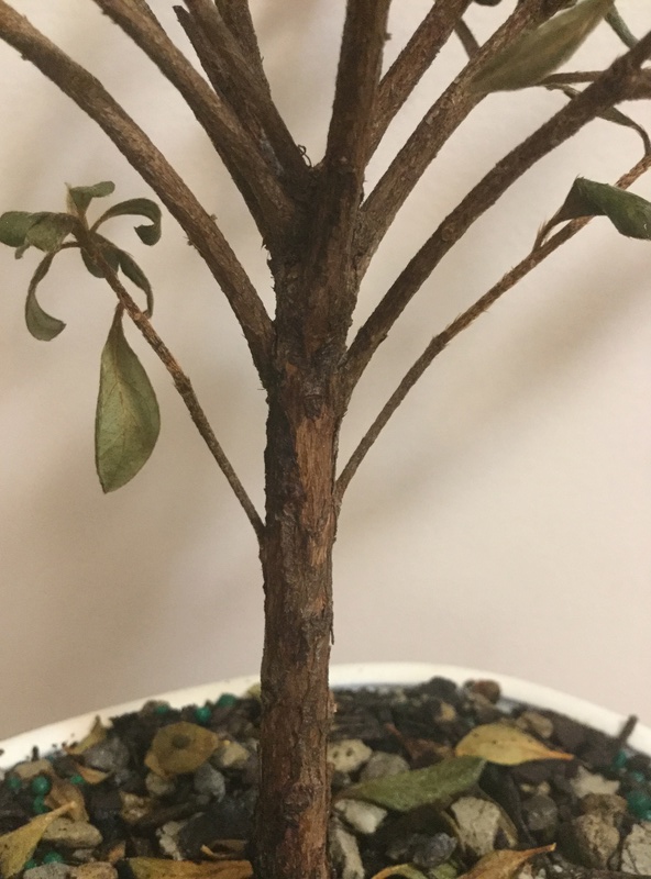 Please help! I have adopted a sick tree Img_3516