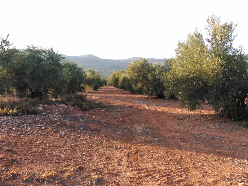 Análisis foliar olivar Sierra Segura (Jaén) Az111