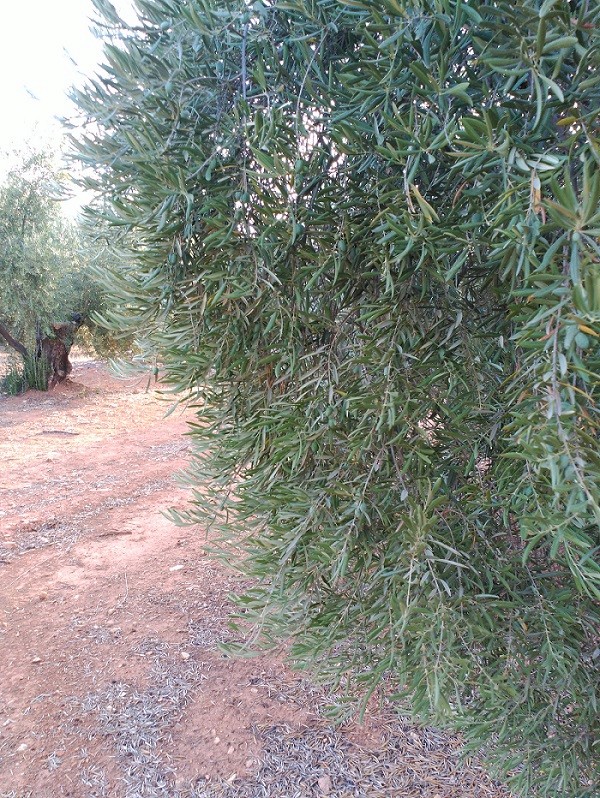 Análisis foliar olivar Sierra Segura (Jaén) Az211