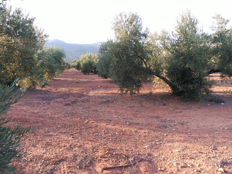 Análisis foliar olivar Sierra Segura (Jaén) Az311