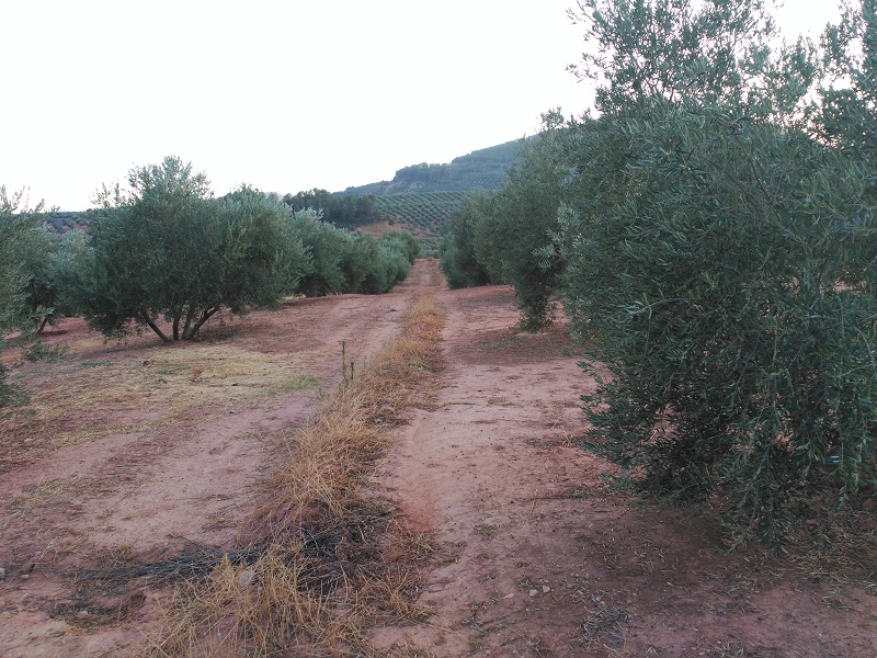 Análisis foliar olivar Sierra Segura (Jaén) Re111
