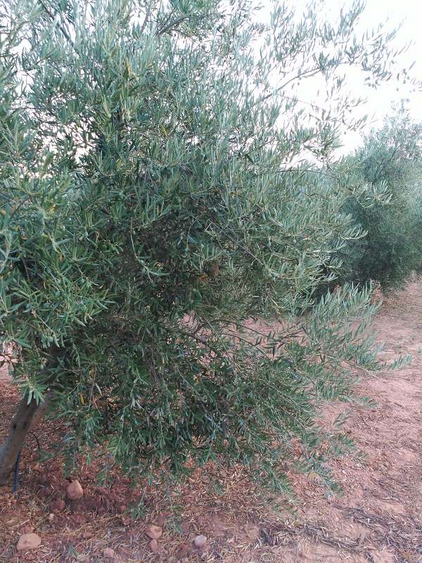 Análisis foliar olivar Sierra Segura (Jaén) Re211