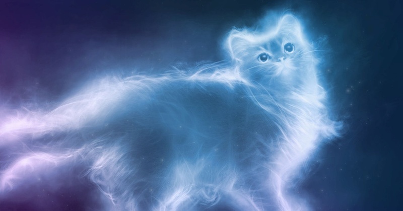 10 магических тайн, которые хранит ваша кошка. 6xtvu-10