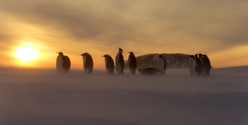 Antarctique P1220710