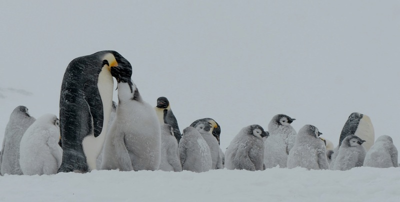 Antarctique P1300010