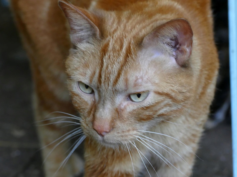 A L'ADOPTION : PLATON MALE 4 ANS ROUX Platon13