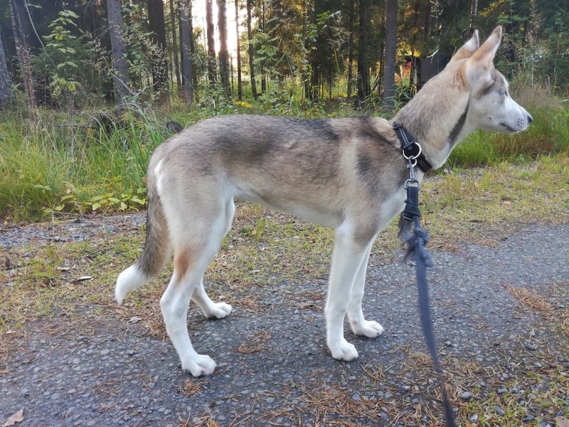 How tall my husky is going to be + colour Img_2011