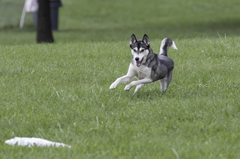 Dock diving - Team Yukikaze - Sports and Mushing 20161017