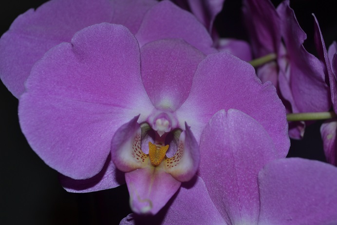 Mes Orchidées Dsc_1015