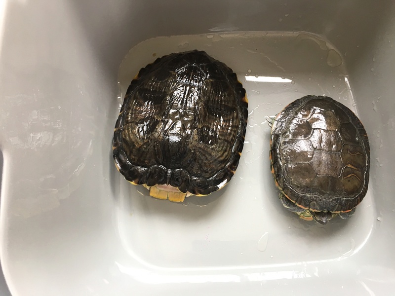 Demande d'identification de deux tortues d'eau nouvellement pensionnaires Tortue10