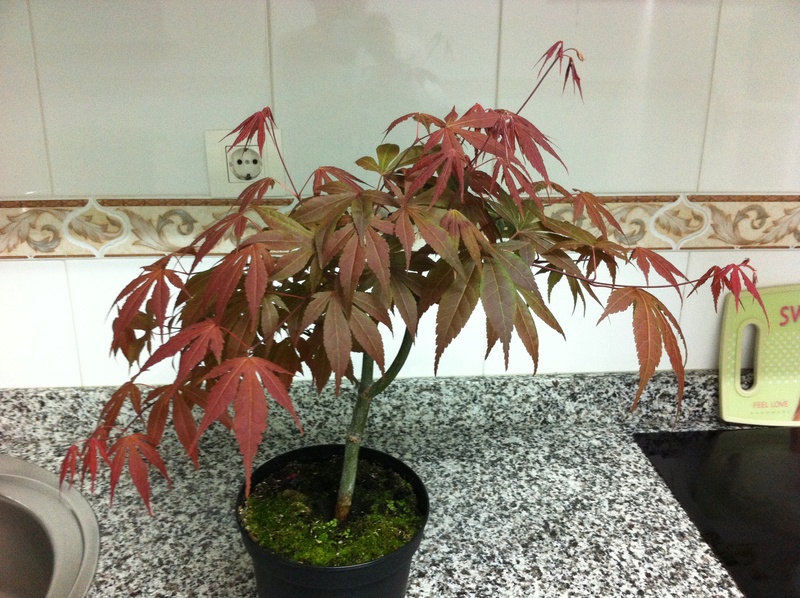 ayuda diseño con arce palmatum Img_4011