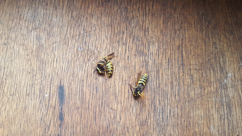 Nid de guepe avec intrusions dans la maison 20170810