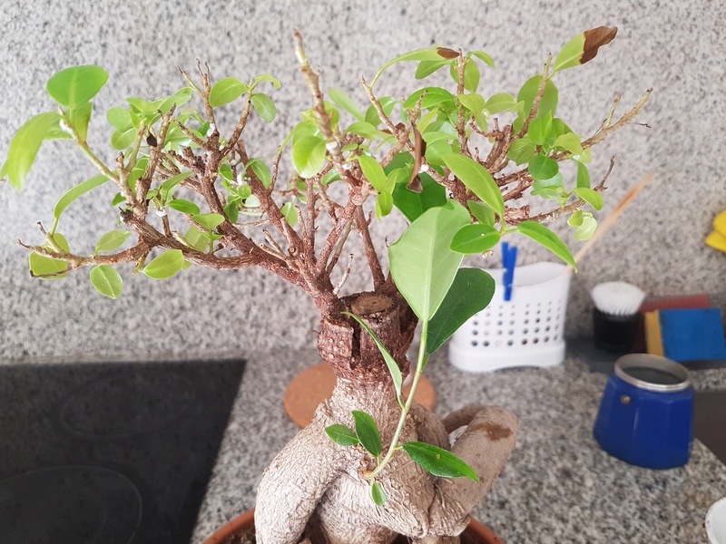 Que le ocurre a mi bonsai? 20170911