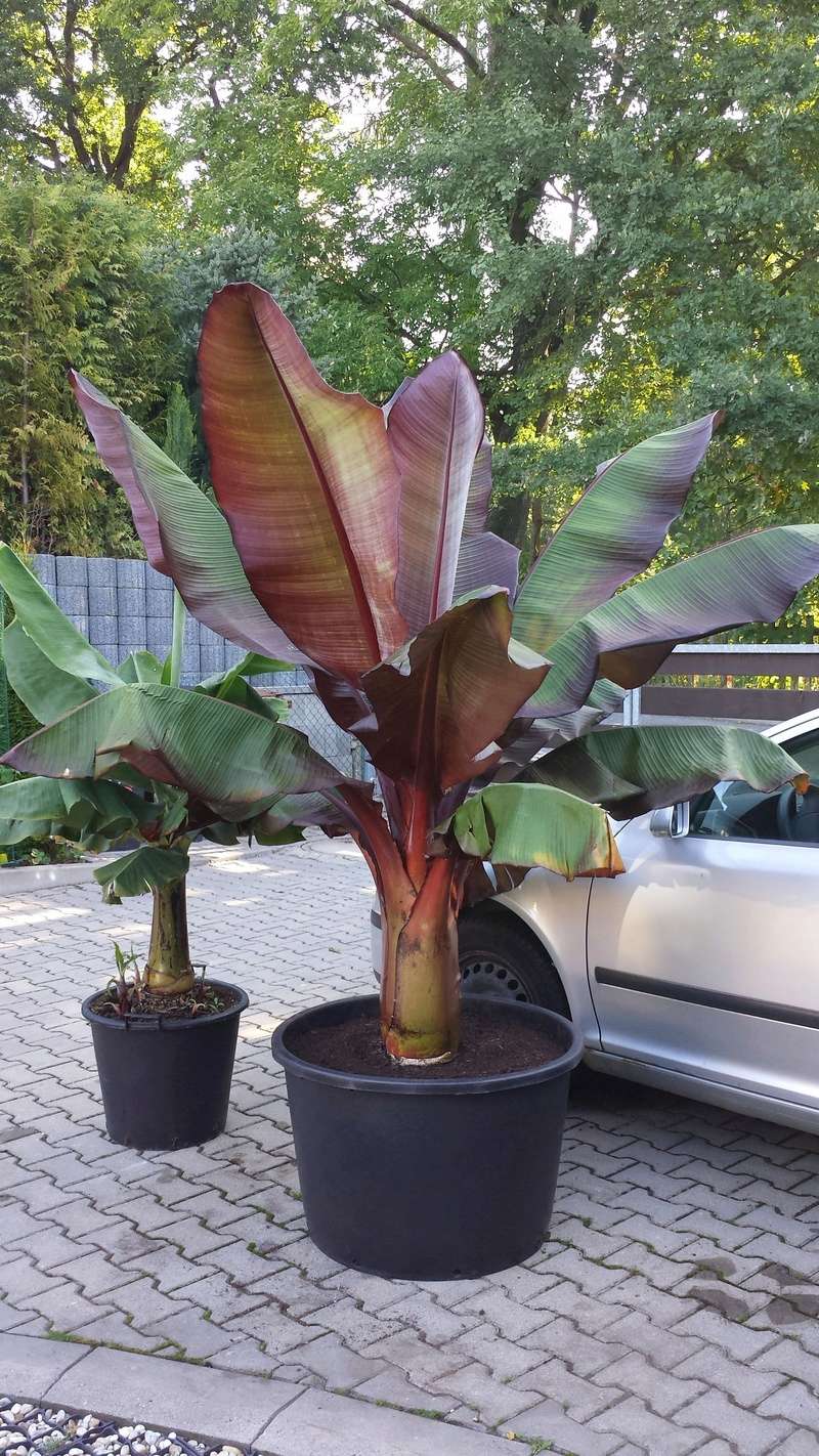 ensete ventricosum 20170812