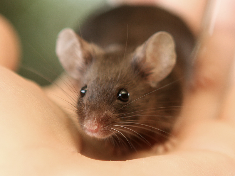 Meet my new little boy mouse! Img_0010