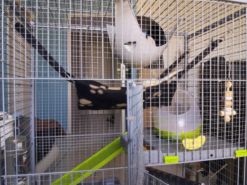 cage de Hook et Ramsay (Maxi loft furet/chinchilla) 20170911