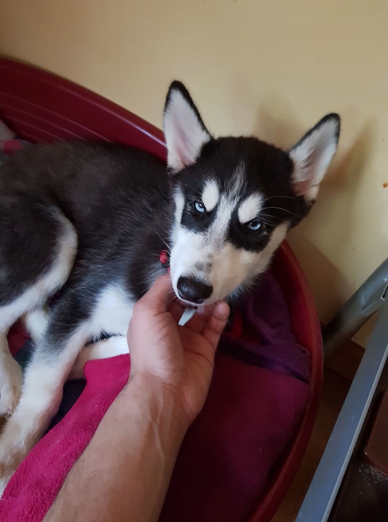 Husky - My first Husky, Some concern..  21762410