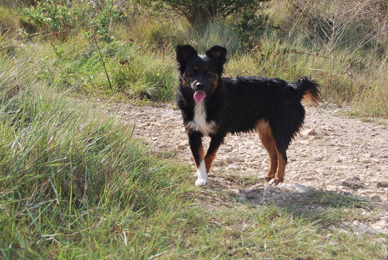 LILI (ex LILI) - femelle croisée de petite taille, née environ mai 2015 (Pascani) - adoptée par Lucille (17) - Page 2 Dsc_0027