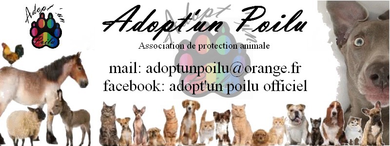 Adopt' un Poilu