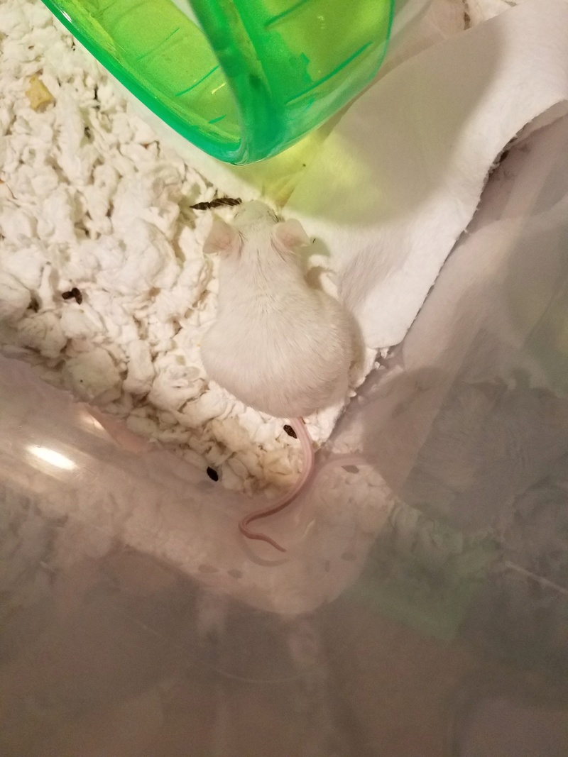 All 3 mice are starting to appear bloated, previously lost a mouse in the same group to unknown bloating - help please! Day4a10