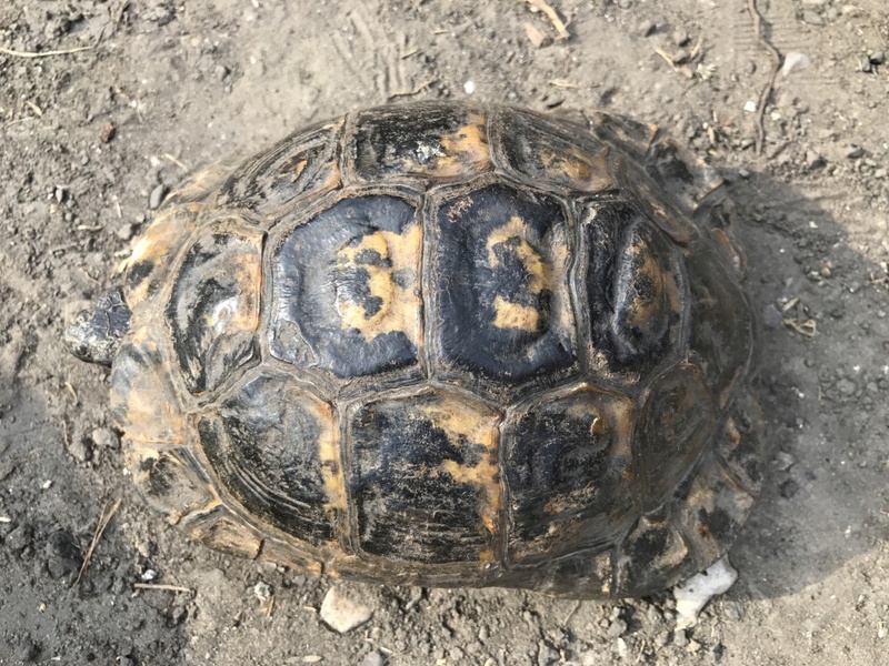 de quelle espèce sont mes petites tortues ? Unadju13