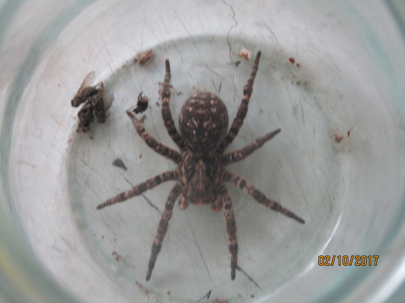 Южнорусский тарантул Lycosa singoriensis Img_2510