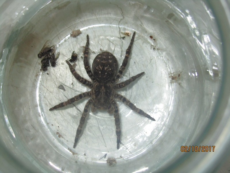 Южнорусский тарантул Lycosa singoriensis Img_2511