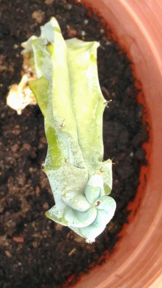 help sauvetage et identification Cactus10