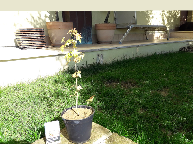 Consigli piantina Acero 20171044