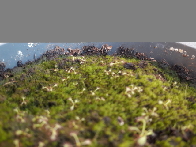 Drosera capensis  20180811