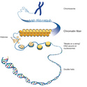 (UNICENTRO 2006) Divisão celular Chroma10