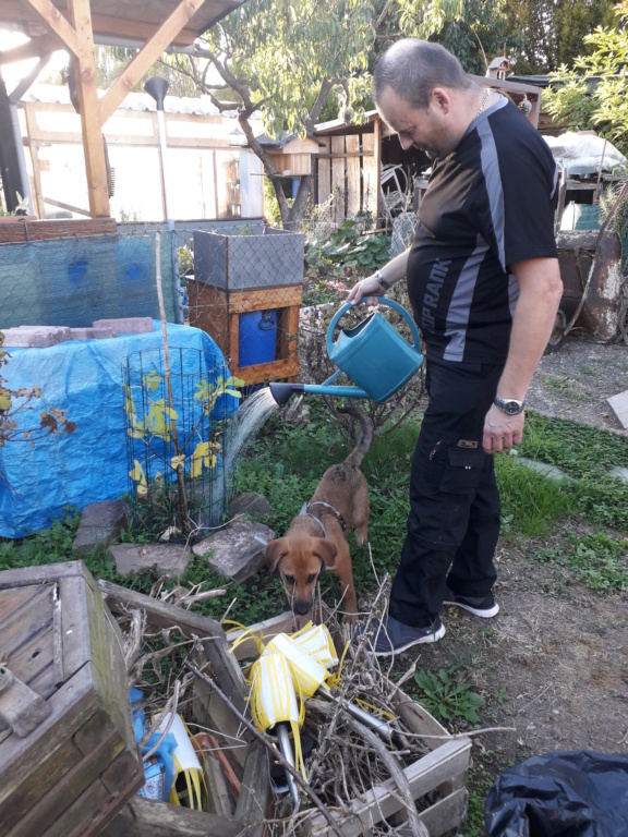 Zora - femelle - refuge de Arad - réservée adoption (67) 20181018