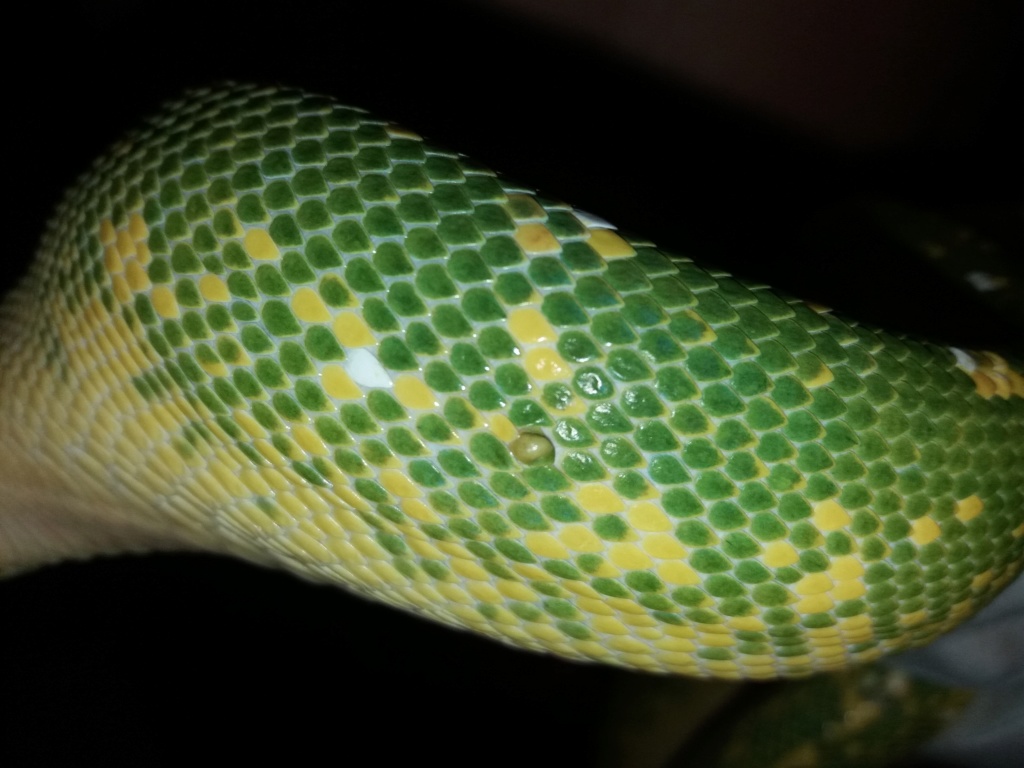 Problème peau Python morelia viridis 20181010