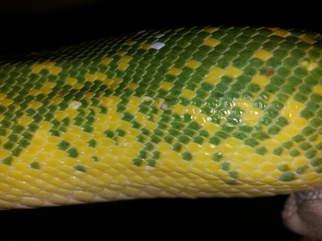 Problème peau Python morelia viridis 20181011
