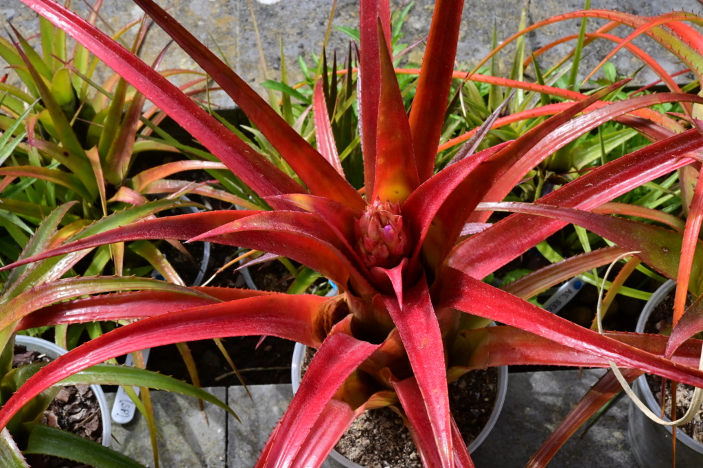 aechmea recurvata - Aechmea recurvata - Page 7 20200211