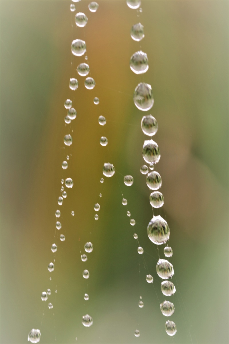 Des joyaux dans mon jardin Dsc_0018