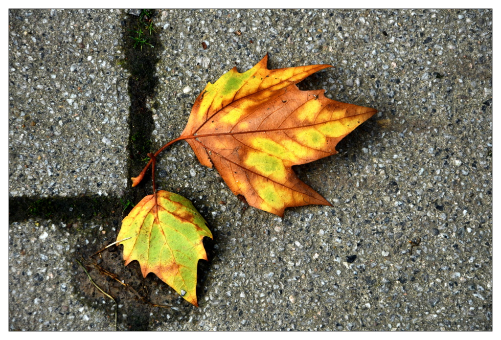 L'automne arrive Dsc_1618