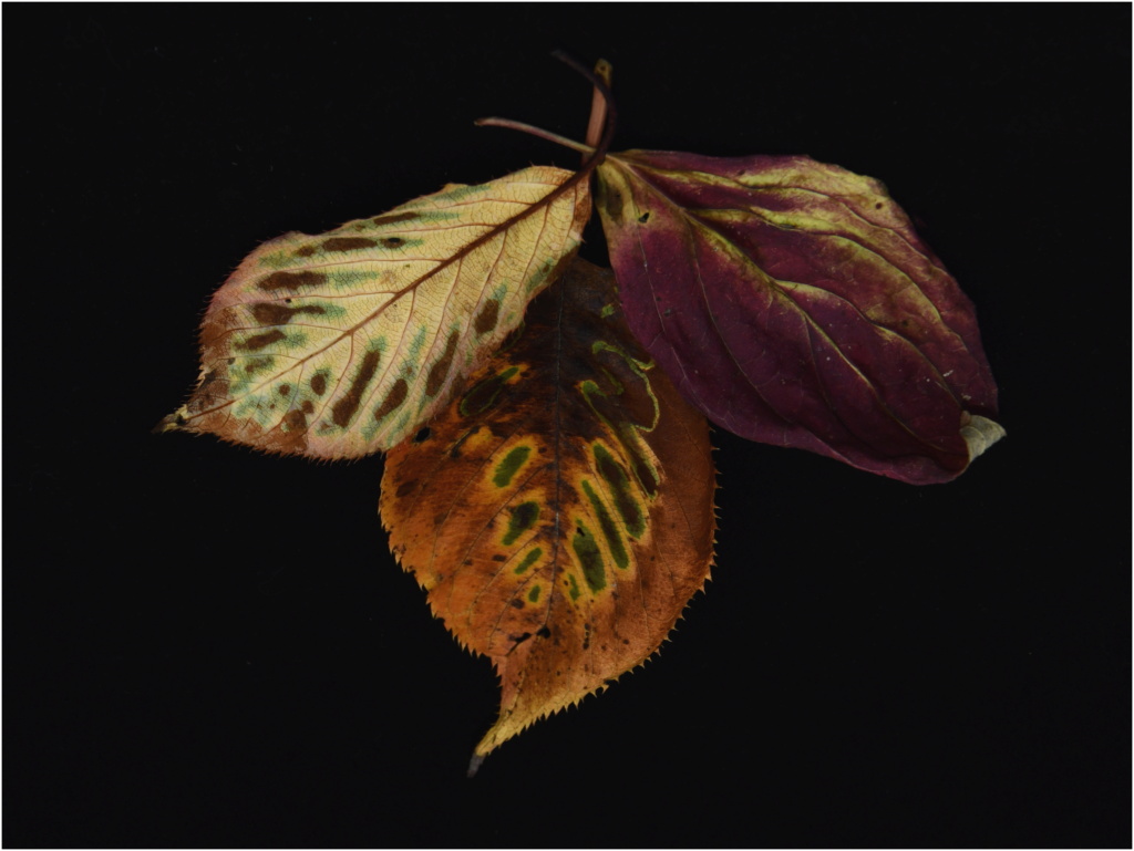 les feuilles mortes se ramassent à la pelle Dsc_6210