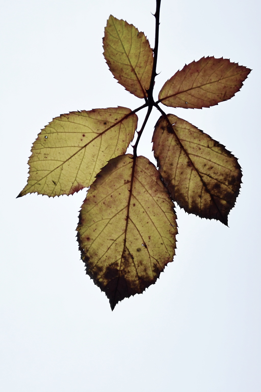les feuilles mortes se ramassent à la pelle Dsc_6315