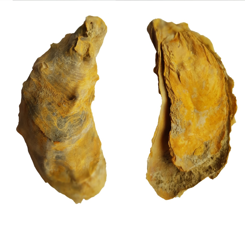 Problema con identificacion de esas ostras del plioceno 20190323