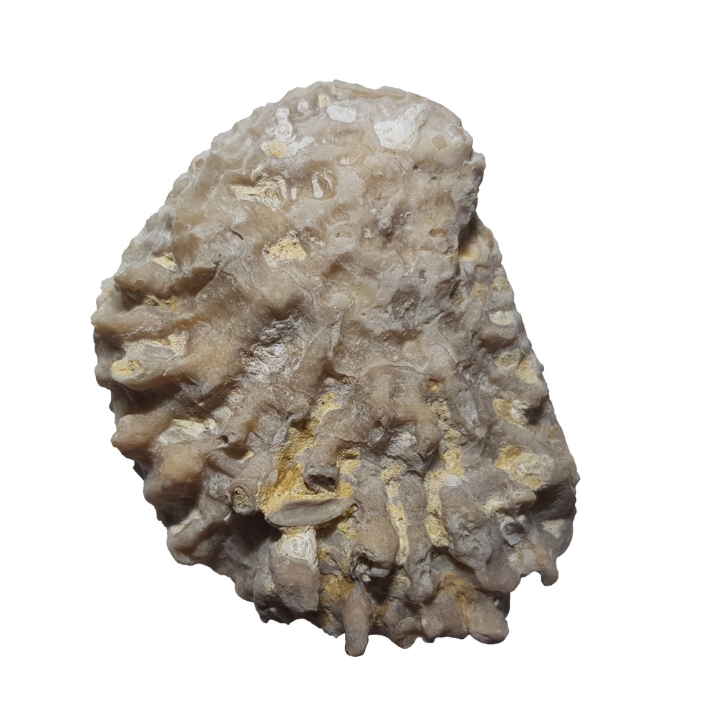 Problema con identificacion de esas ostras del plioceno 20190510
