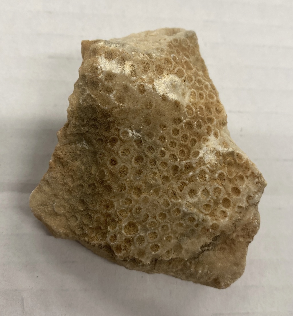 Identificacion de Corales Img-7812