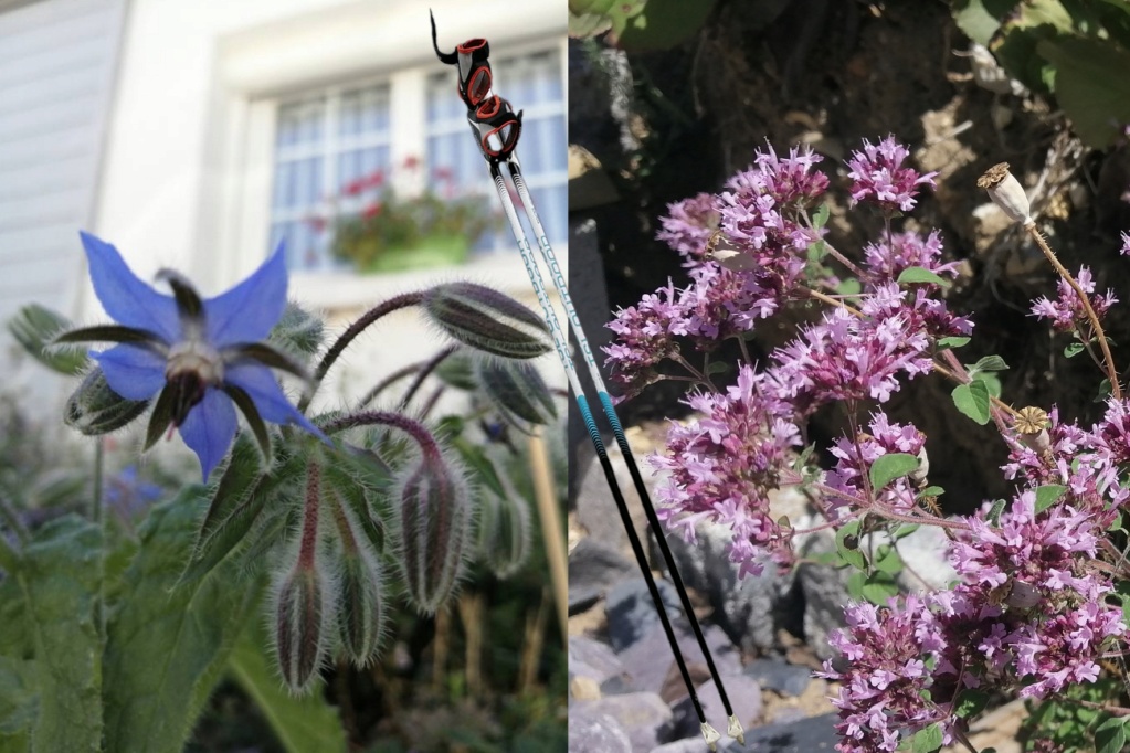 Marcher et mieux connaitre la nature Fleurs10