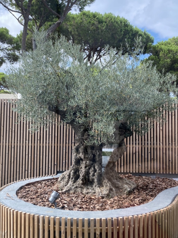 Caída de hojas en olivo ornamental E4072810