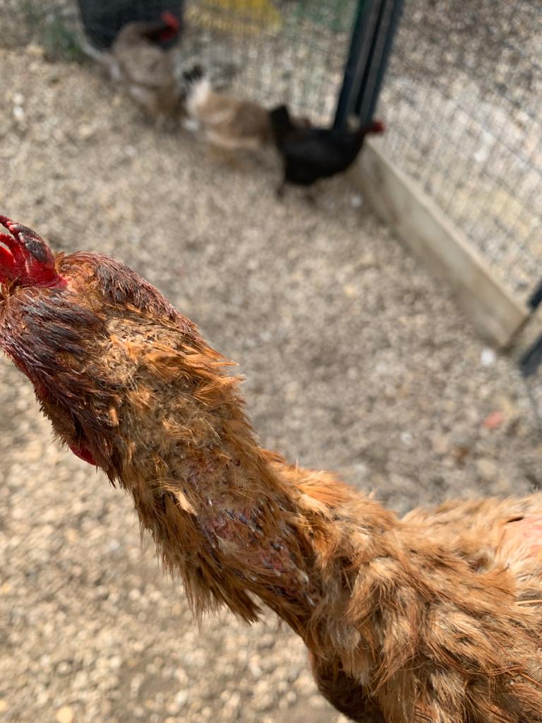 Poules malades ? Elles se déplument toutes sauf une Photo-10