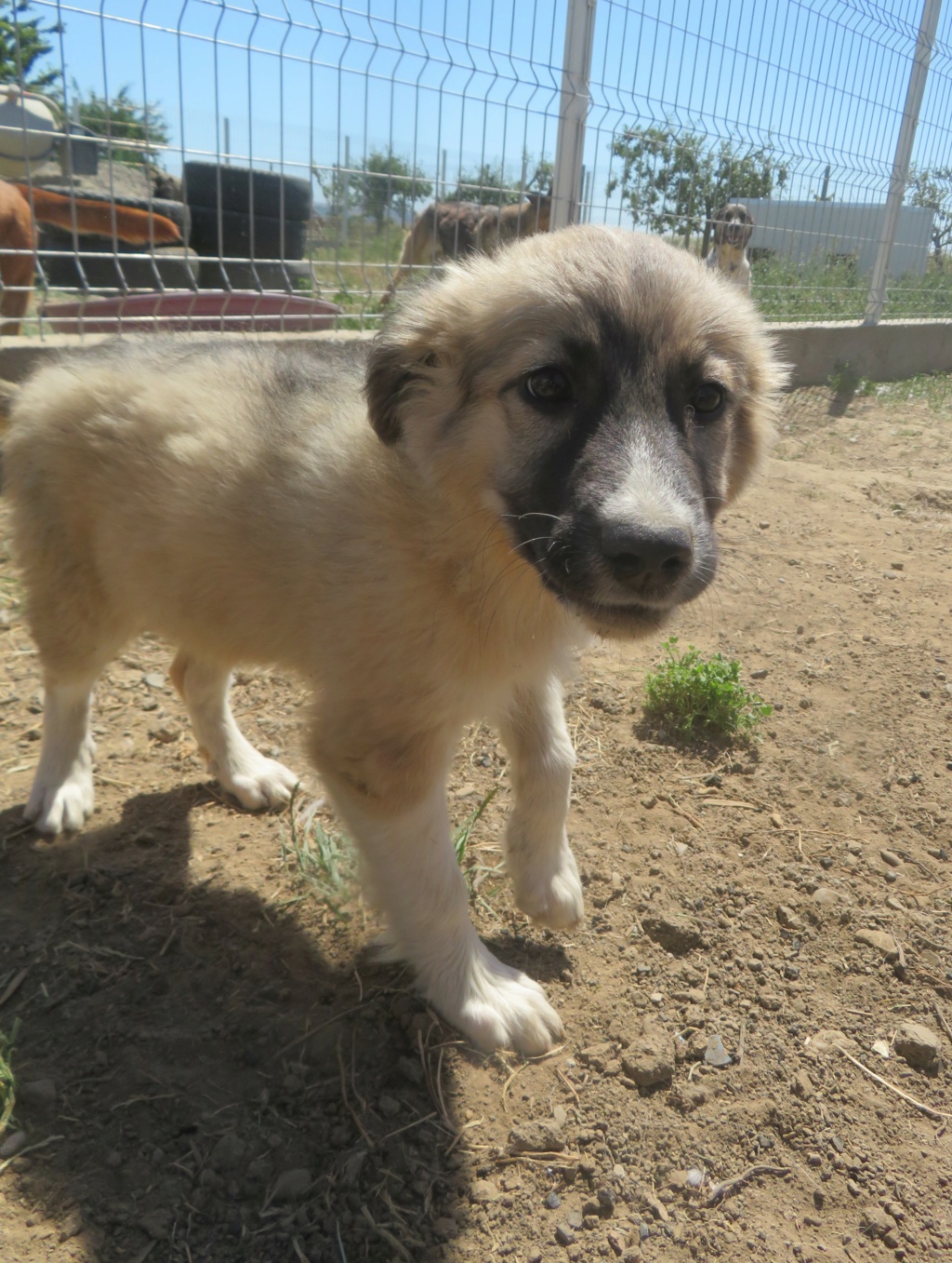 TEQUILA (ex MOXA) - chiot femelle, de taille moyenne à l'âge adulte - née environ en mars 2022 - REMEMBER ME LAND - Adoptée par Magali (60)  Moxa_110