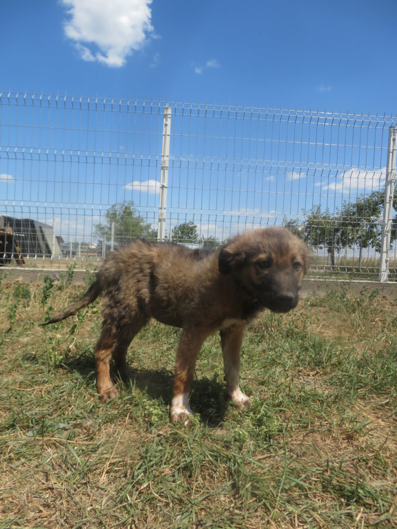 PAON - chiot mâle, de taille moyenne à l'âge adulte - né environ en mars 2022 - Centre RM PASCANI (ROUMANIE) - Adopté par Oriana (1070 - SUISSE)  Paon_210