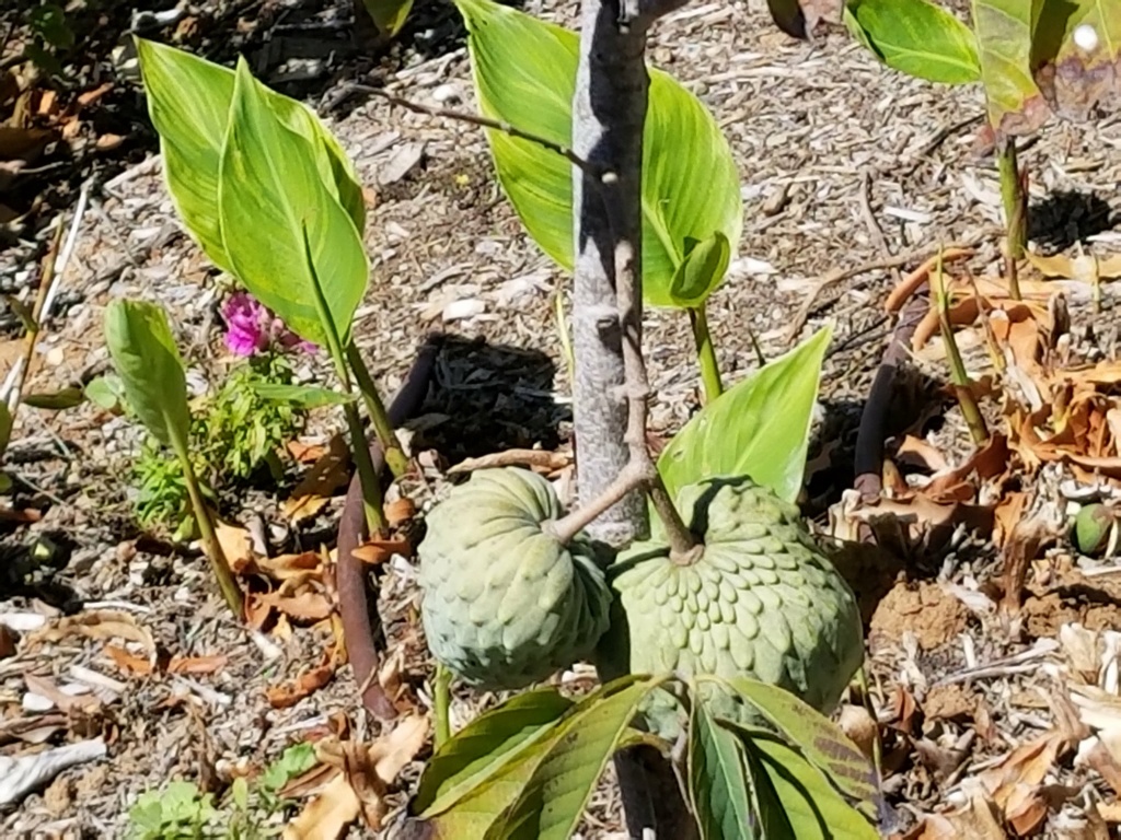 What are these fruits? 20180310